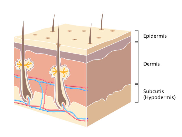 Paste Bandages – Ichthopaste, Viscopaste